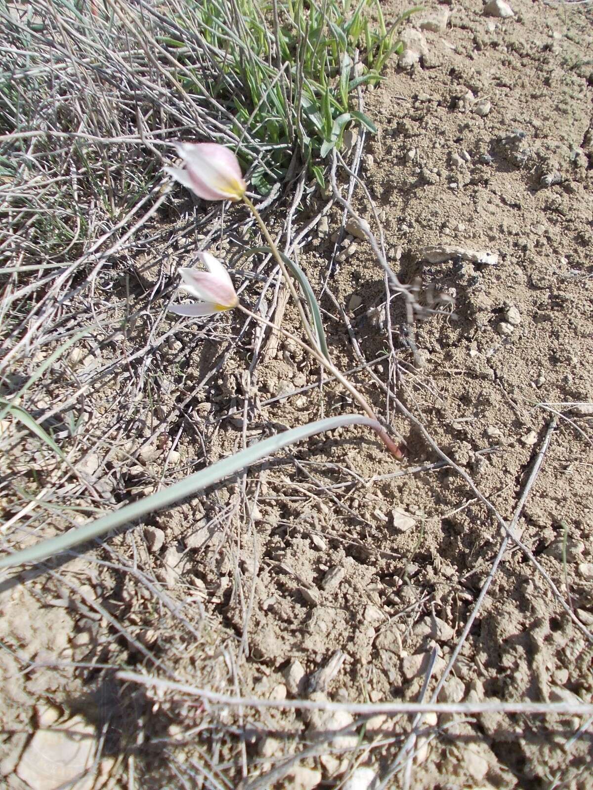 Image of Tulipa biflora Pall.