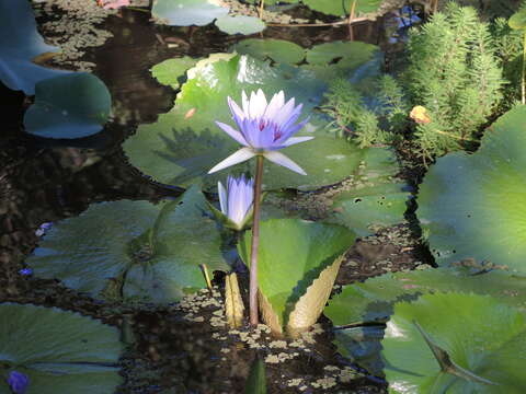 Imagem de Nymphaea elegans Hook.