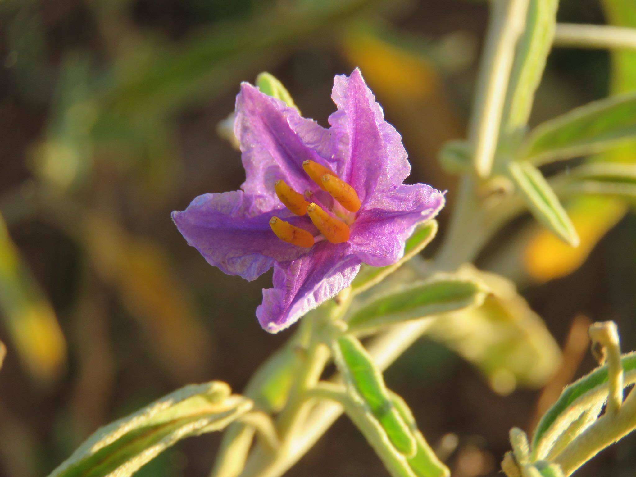 Image of Solanum esuriale Lindl.