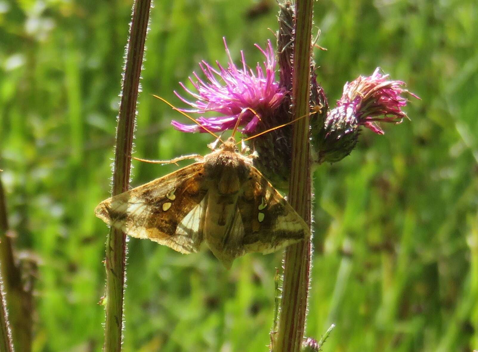 Image of Two-spotted Looper Moth, Twin Gold Spot