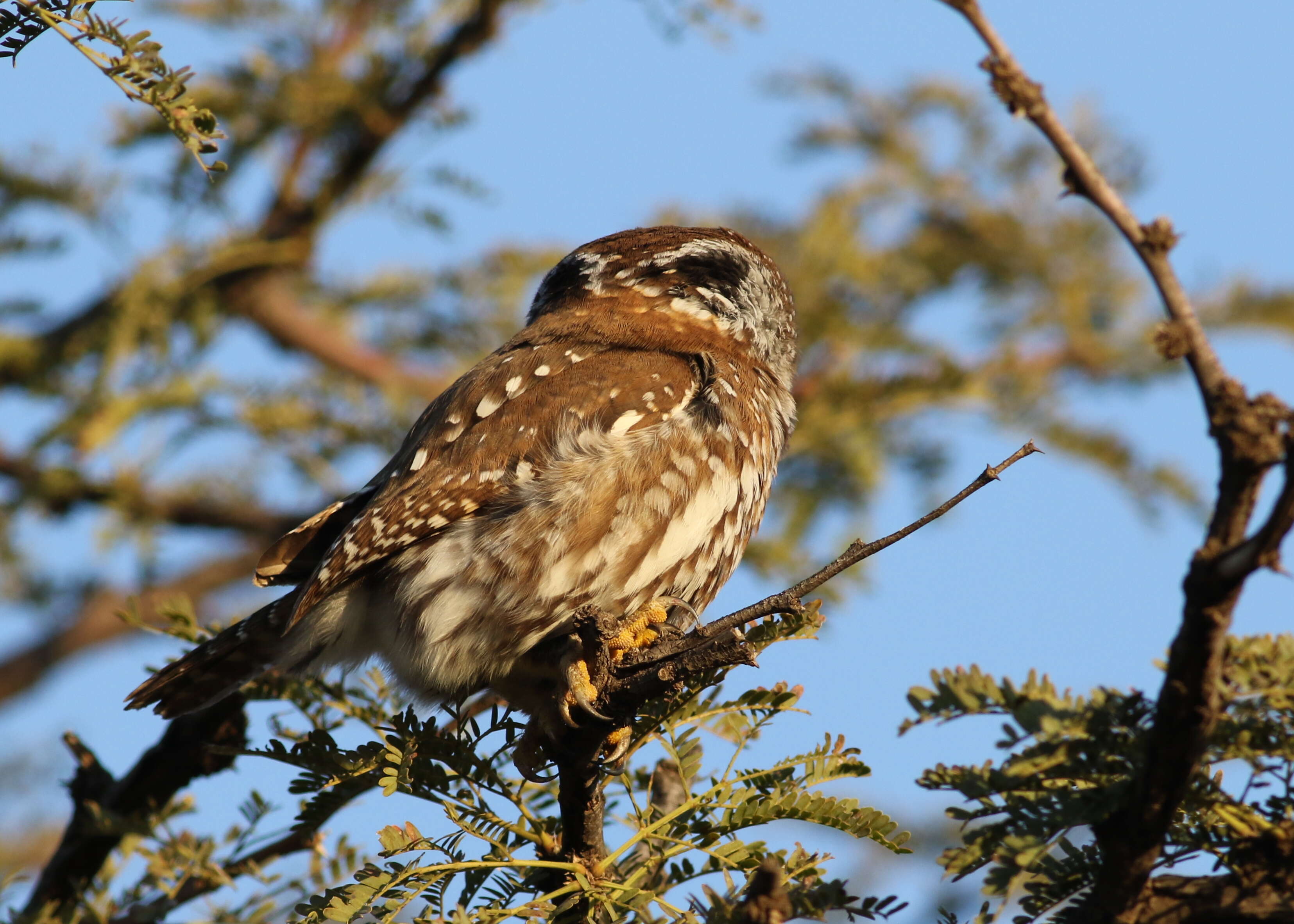 Image of Pearl-spotted Owlet