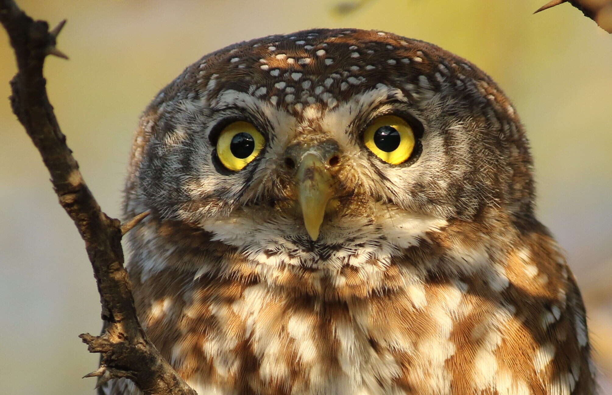 Image of Pearl-spotted Owlet