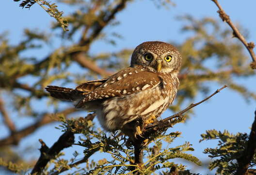 صورة Glaucidium perlatum (Vieillot 1817)