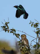 صورة Glaucidium perlatum (Vieillot 1817)