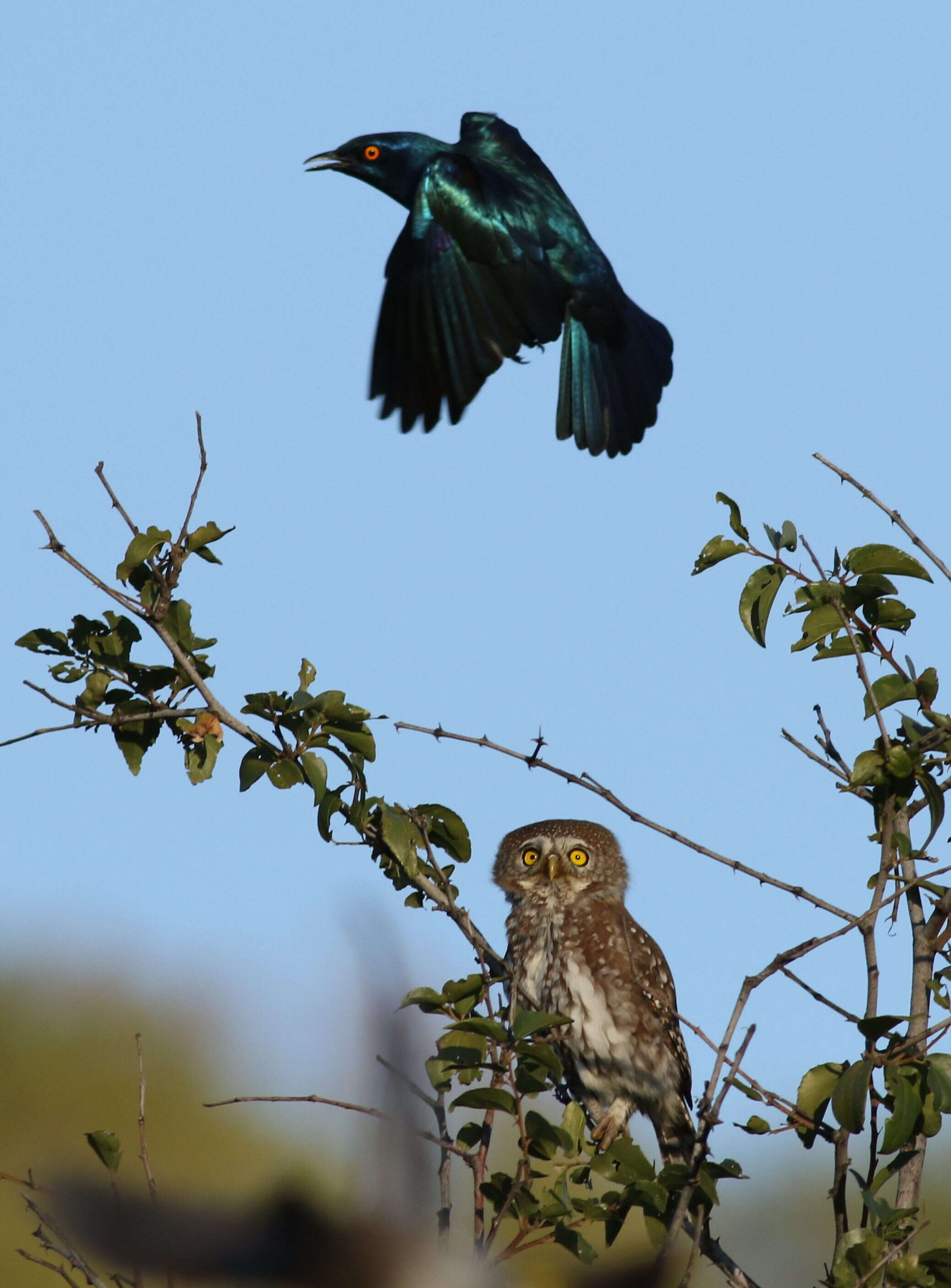 Image of Pearl-spotted Owlet