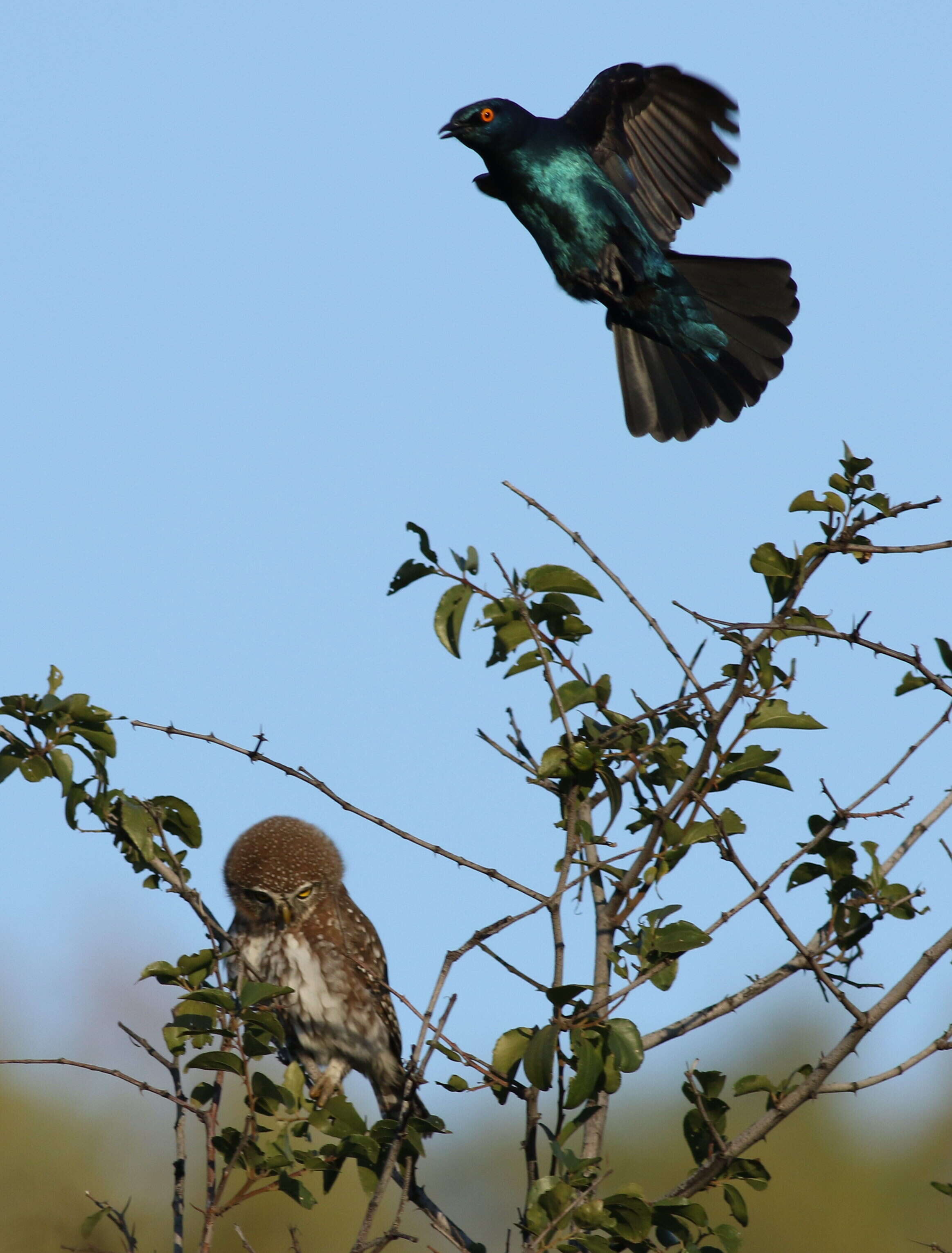 صورة Glaucidium perlatum (Vieillot 1817)