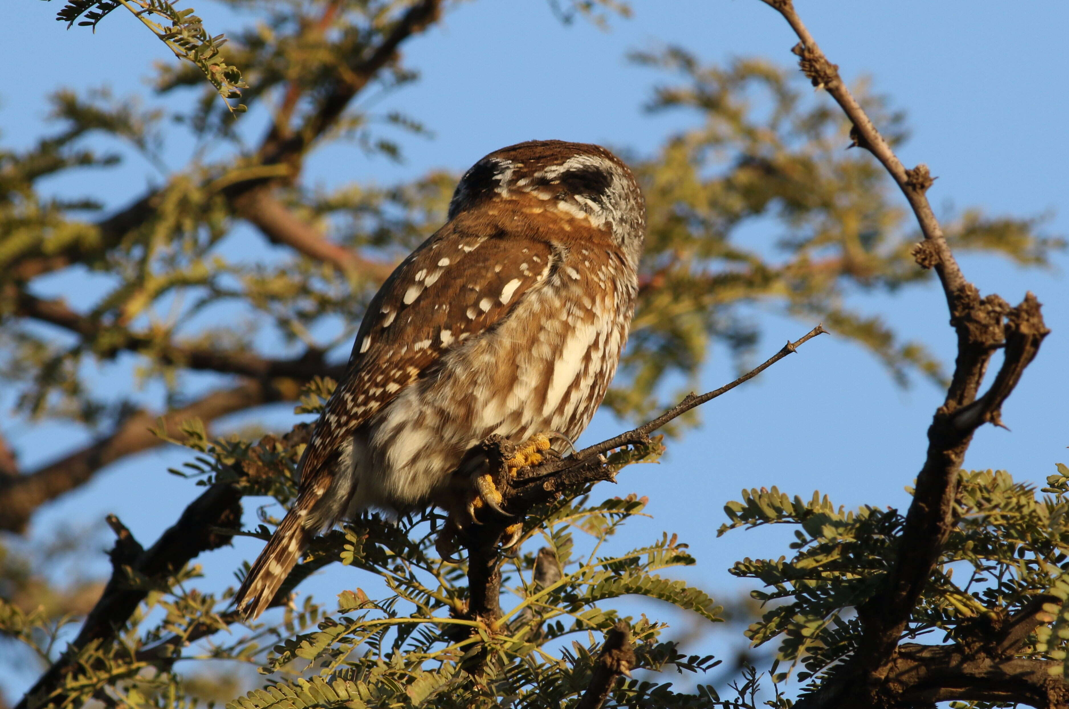 Image of Pearl-spotted Owlet