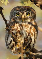 Image of Pearl-spotted Owlet