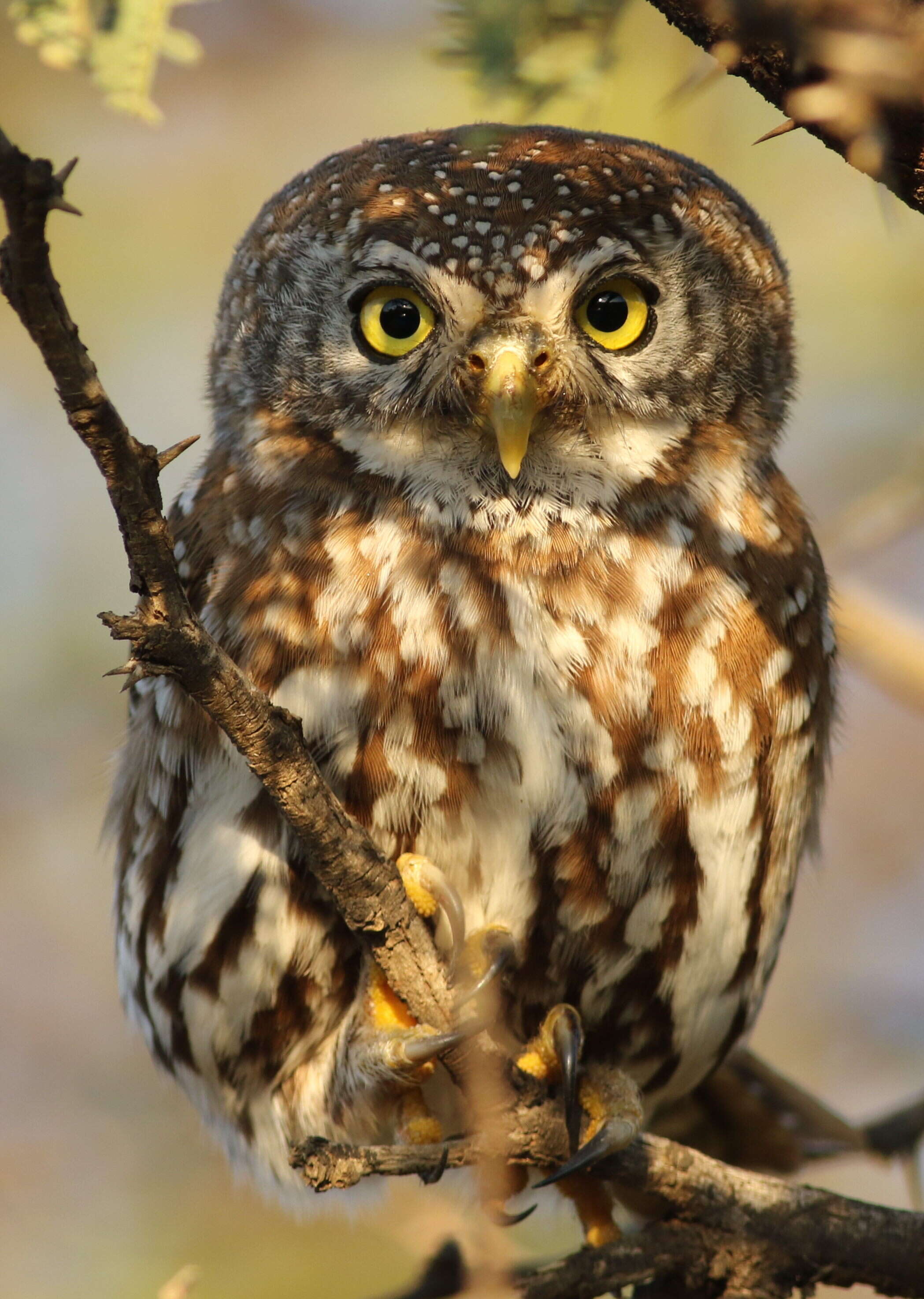 Image of Pearl-spotted Owlet