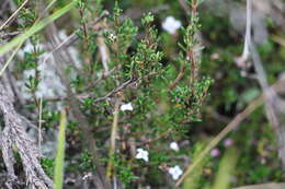 Image of Arcytophyllum nitidum (Kunth) Schltdl.