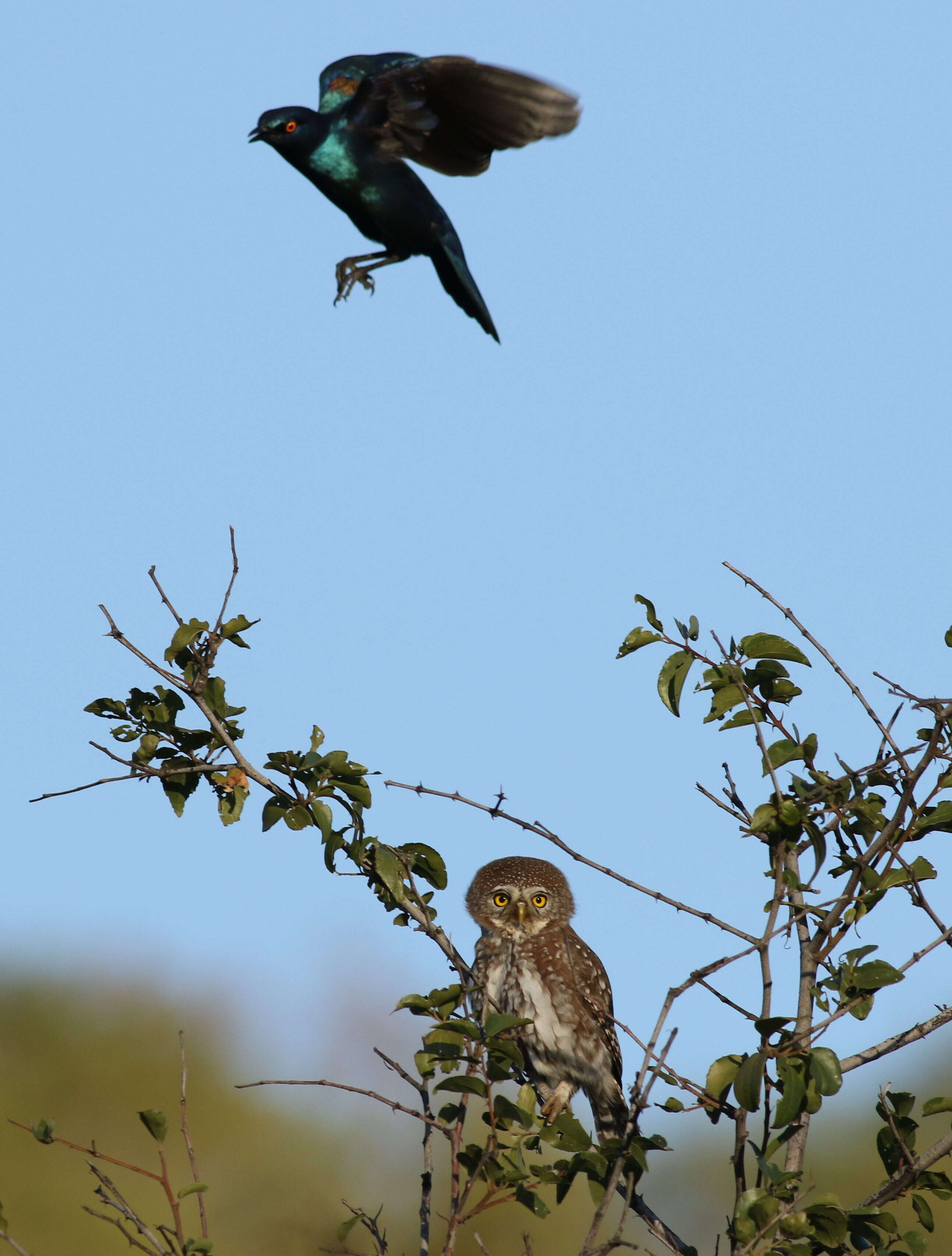 Image of Pearl-spotted Owlet