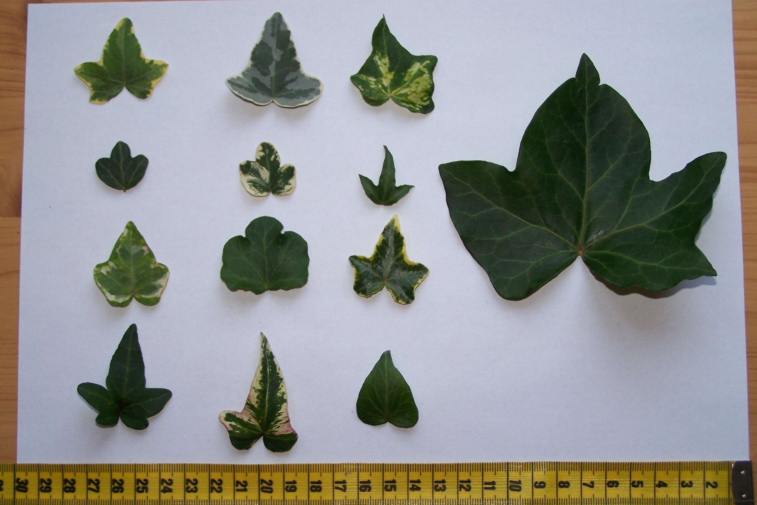 Image of English ivy