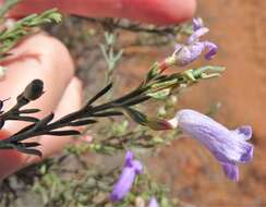 صورة Eremophila scoparia (R. Br.) F. Muell.