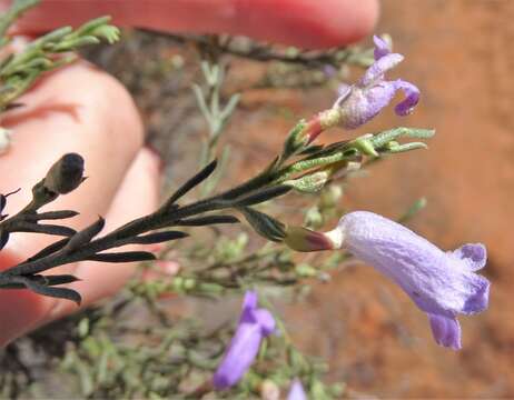 صورة Eremophila scoparia (R. Br.) F. Muell.