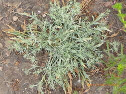 Image de Eryngium aristulatum subsp. parishii (Coulter & Rose) R. M. Beauchamp