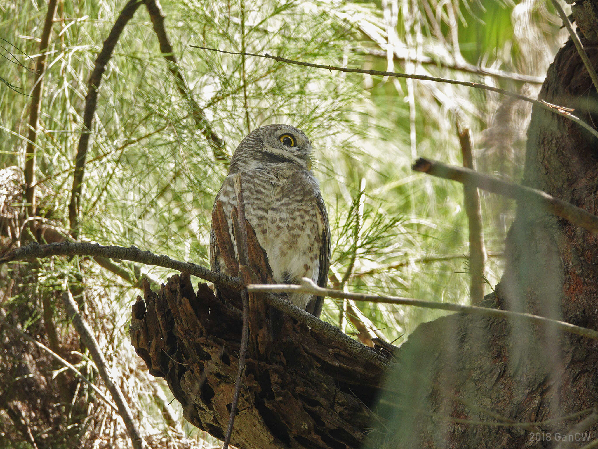 Image of Spotted Owlet