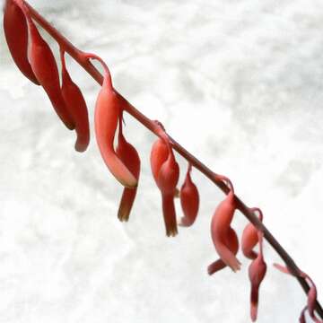 Image of Gasteria nitida var. armstrongii (Schönland) van Jaarsv.