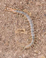 Image of Scolopendra viridis viridis Say 1821