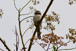 Image of Mackinnon's Shrike