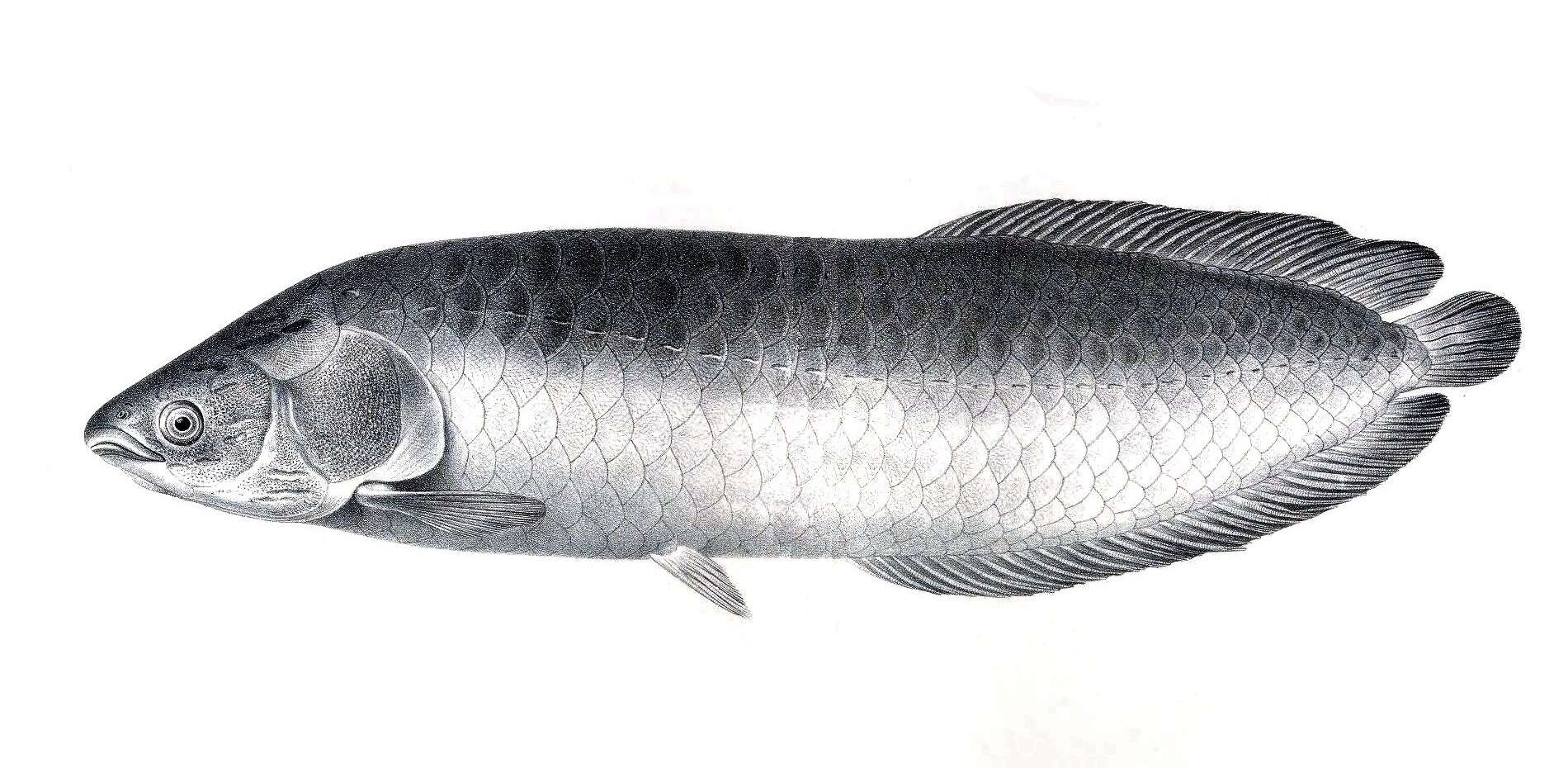 Image of African arowana