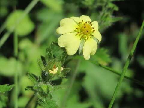 Image of sulphur cinquefoil