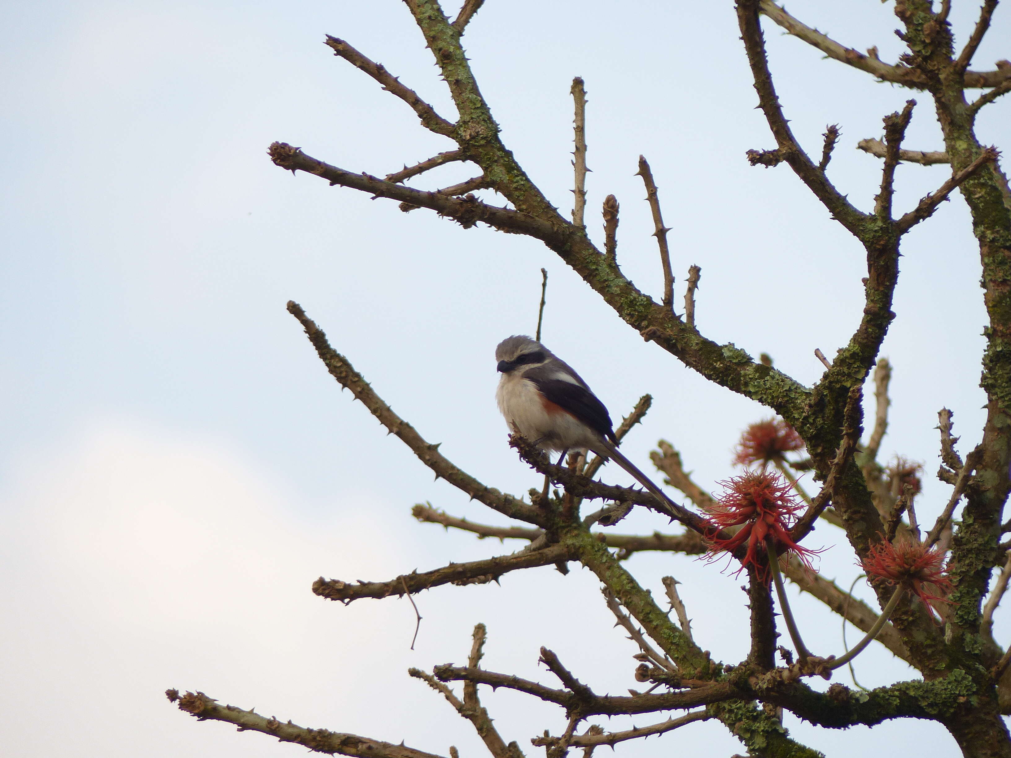 Image of Mackinnon's Shrike