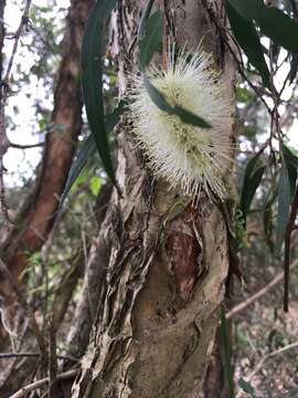 صورة Callistemon salignus (Sm.) Colv. ex Sweet