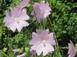 Image of mallow