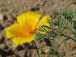 Image of California poppy