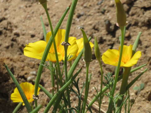 Image of California poppy