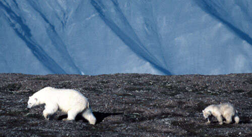 Imagem de urso-polar