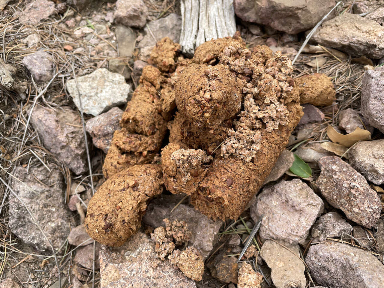 Image of Mexican Black Bear