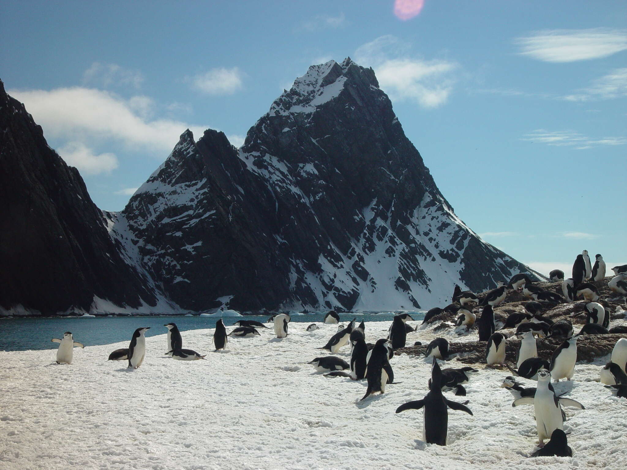 Image of Chinstrap Penguin