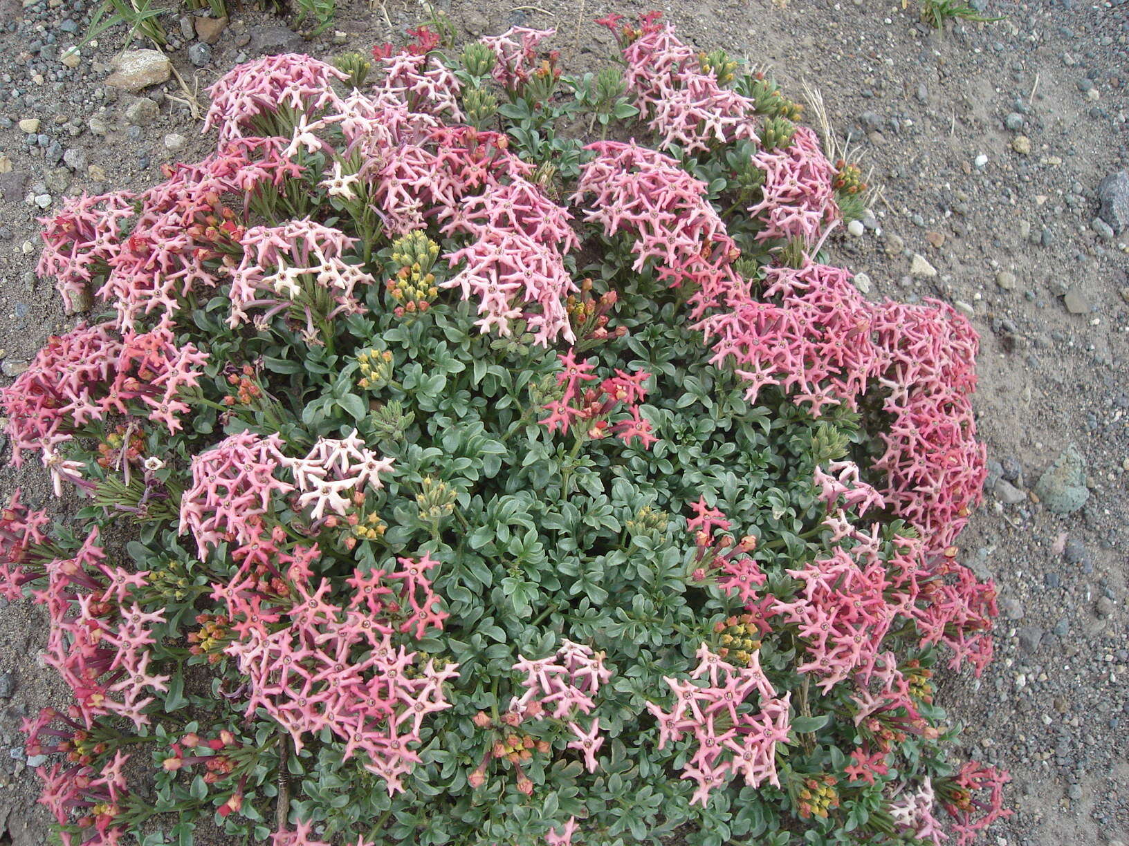 Imagem de Glandularia aurantiaca (Speg.) Botta