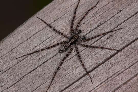 Image of Acantholycosa lignaria (Clerck 1757)