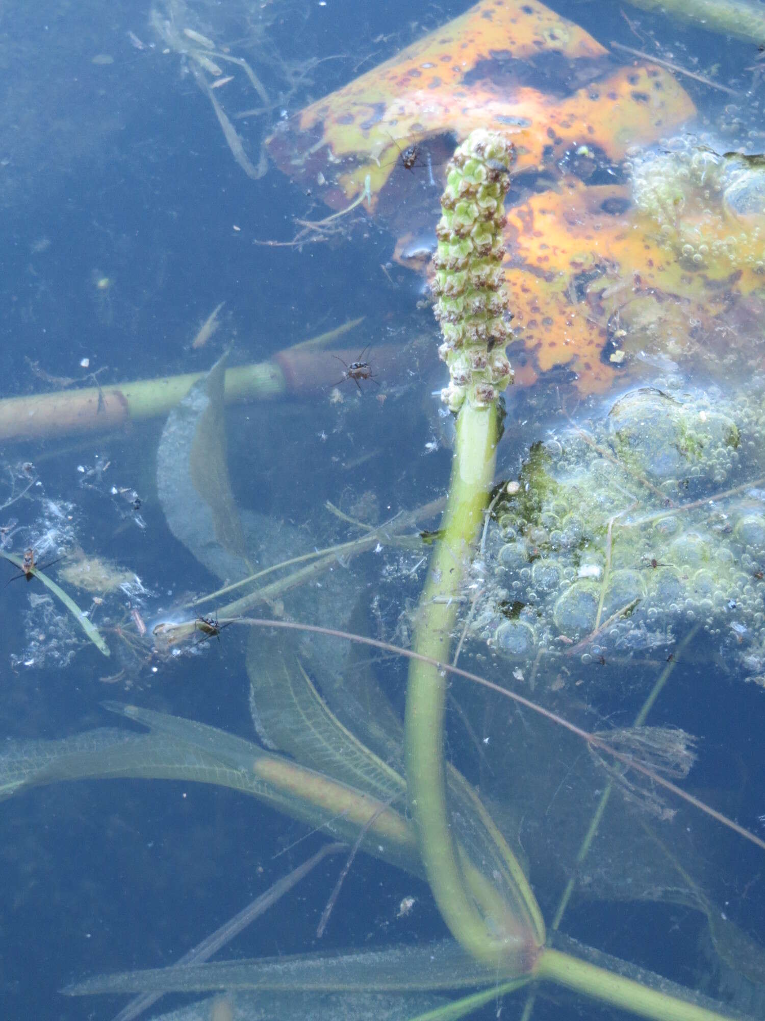 Image of Shining Pondweed