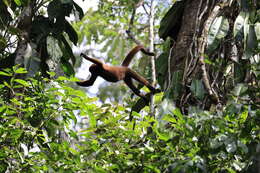 Image of Woolly monkey