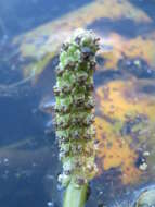 Image of Shining Pondweed