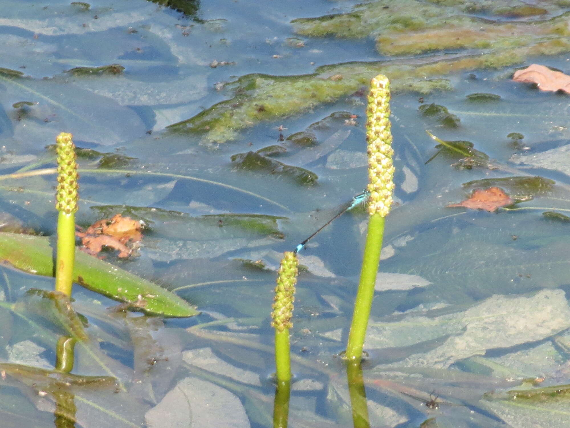 Image of Shining Pondweed