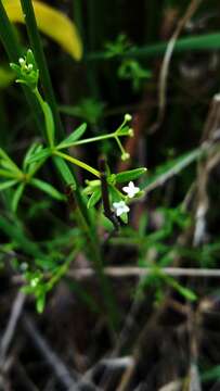 Plancia ëd Galium obtusum Bigelow