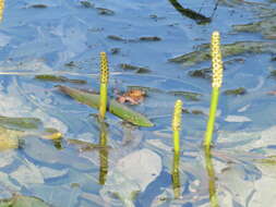 Image of Shining Pondweed