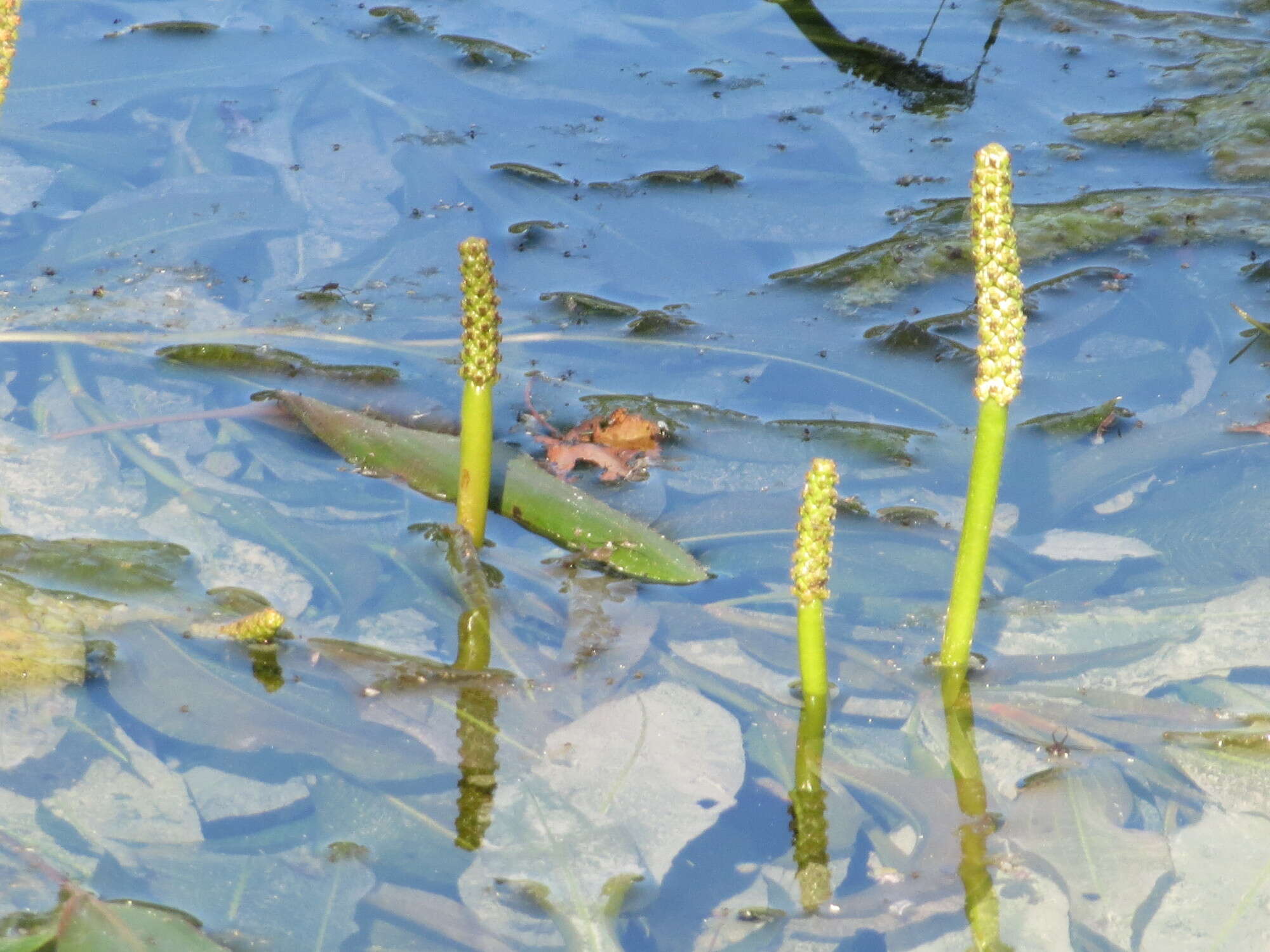 Image of Shining Pondweed