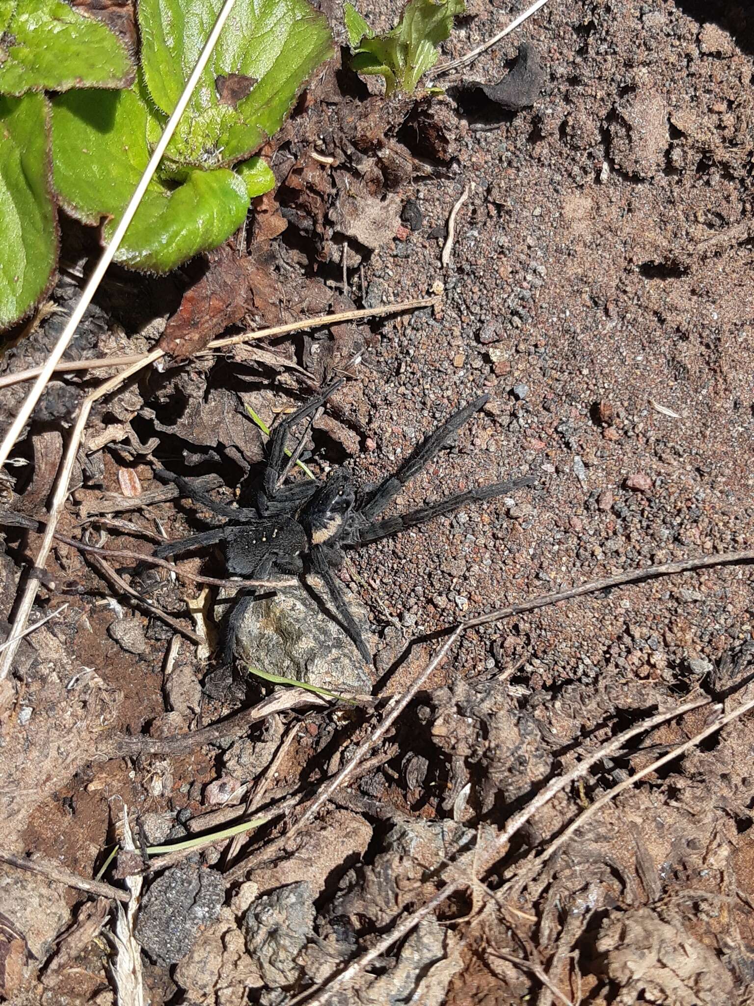 Image of Aglaoctenus puyen Piacentini 2011