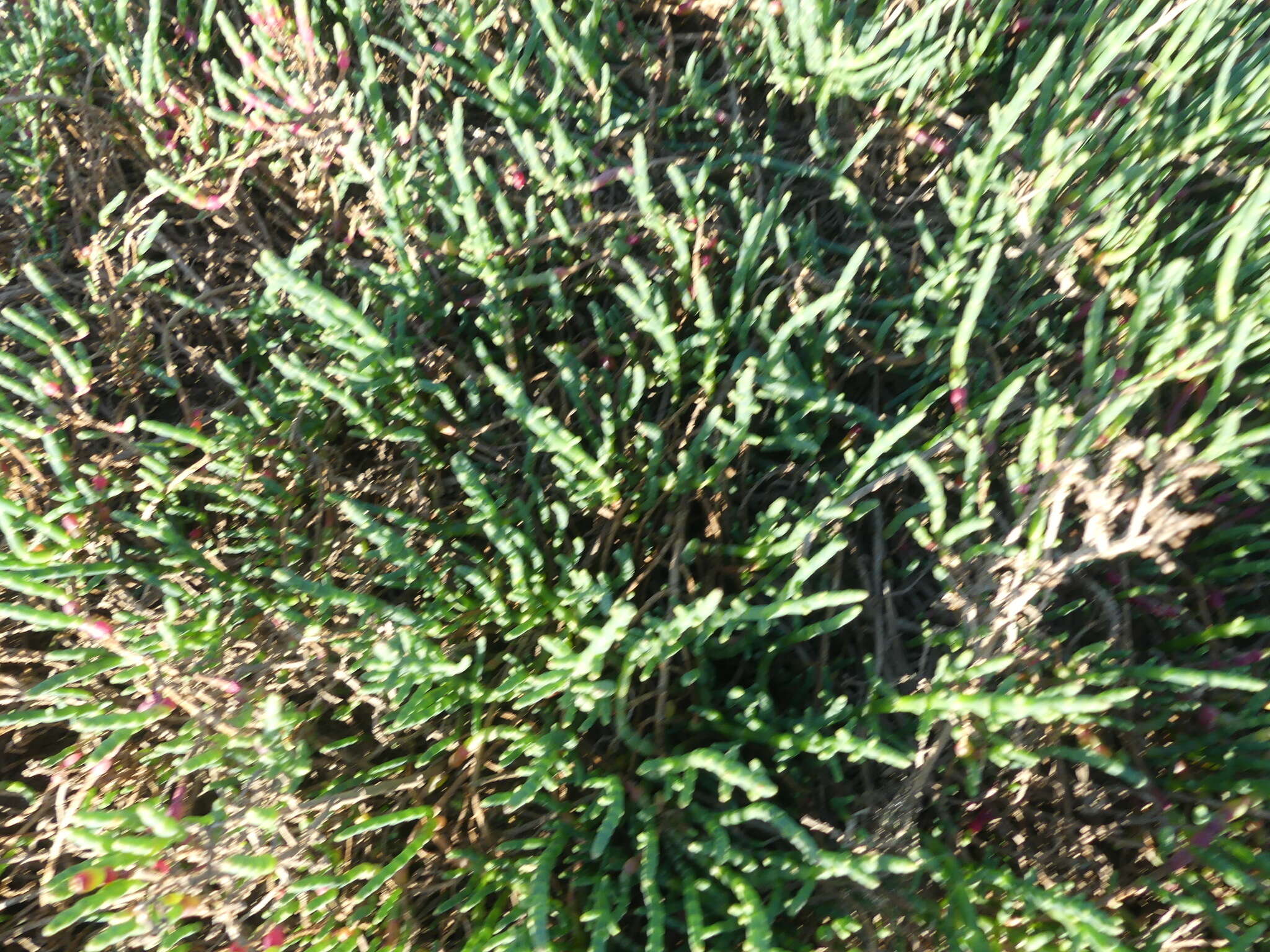 Image of Salicornia neei Lagasca