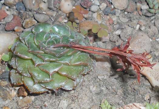 Image of Graptopetalum bellum (Moran & Meyran) D. R. Hunt