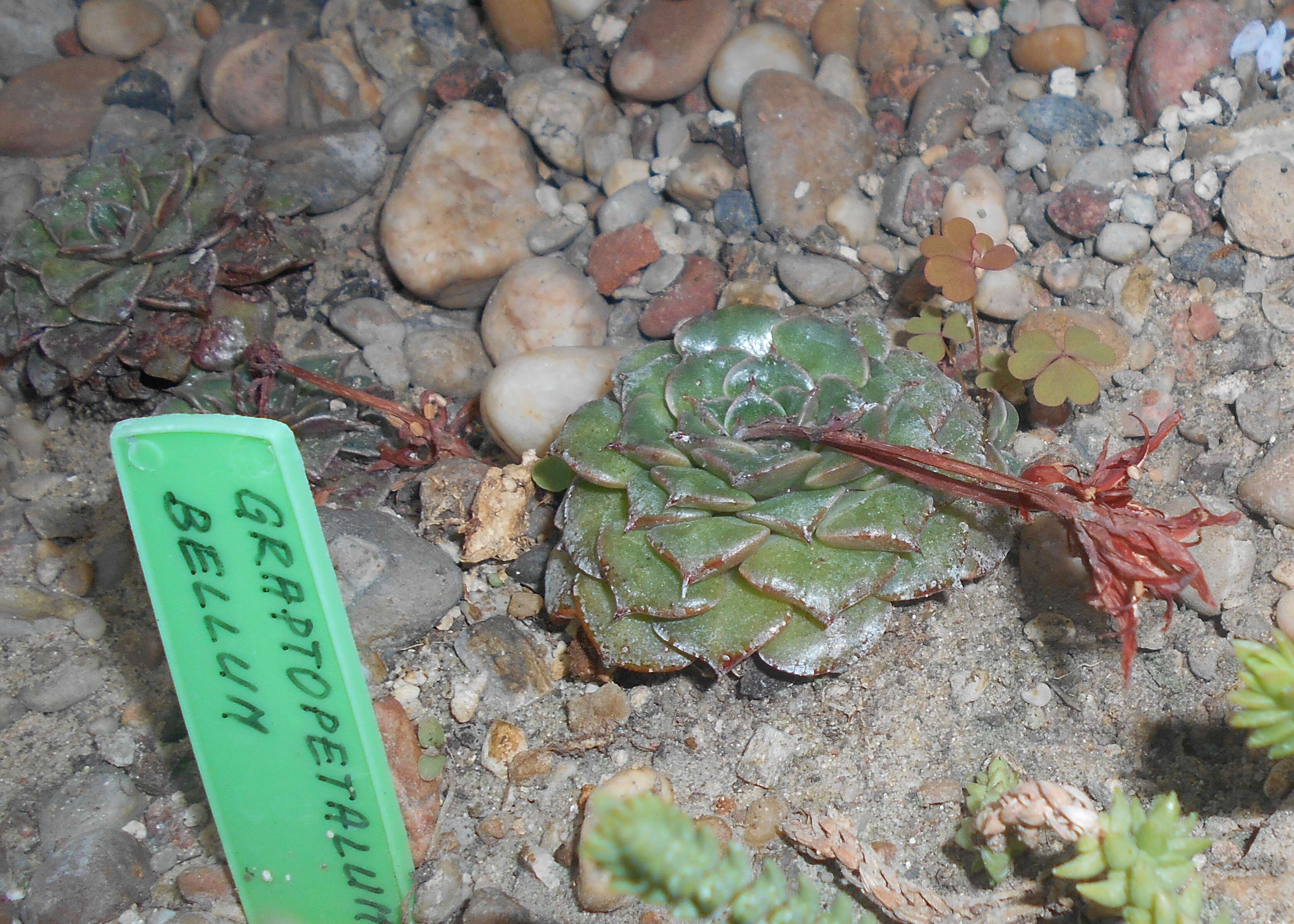 Image of Graptopetalum bellum (Moran & Meyran) D. R. Hunt