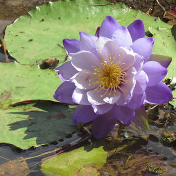 Image of Nymphaea immutabilis S. W. L. Jacobs