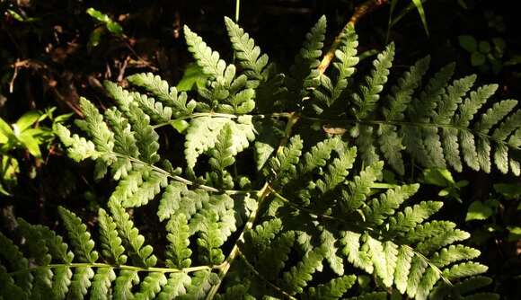 Image of Dryopteris inaequalis (Schltdl.) O. Kuntze