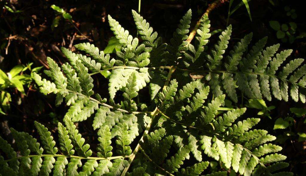 Imagem de Dryopteris inaequalis (Schltdl.) O. Kuntze