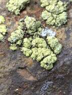 Image of rim lichen